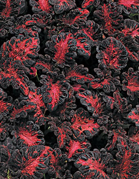 Колеус Блюма 'Драгон Блэк' (темно-красный с пурпурно-черными краями)