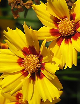 Кореопсис крупноцветковый 'Солнечное Дитя', желтый с коричневым
