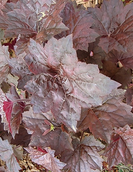 Гейхера мелкоцветковая 'Палас Пепл', пурпурный лист