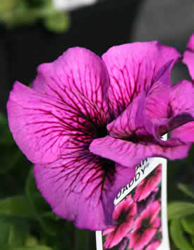 Петуния гибридная крупноцветковая 'Дедди Шугар' (розово-лиловая с прожилками)