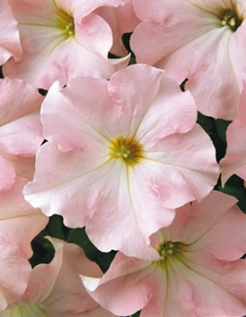 Петуния гибридная крупноцветковая 'Дримс Эплблоссом' (светло-розовая)