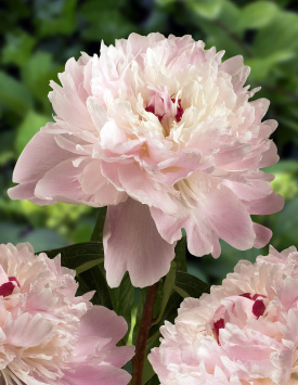 Пион травянистый молочноцветковый 'Алерти', светло-розовый
