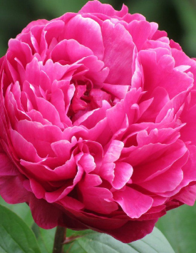 Пион травянистый молочноцветковый 'Авис Варнер', темно-розовый