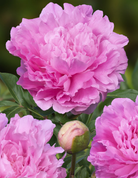 Пион травянистый молочноцветковый 'Диннер Плейт', розово-лососевый