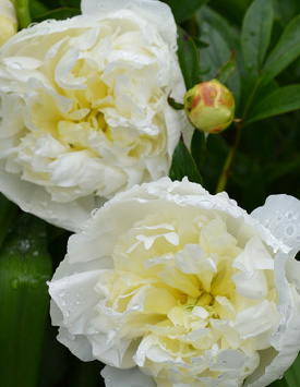Пион травянистый молочноцветковый 'Дюшес де Немур', белый