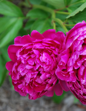 Пион травянистый молочноцветковый 'Феликс Сьюприм', темно-розовый