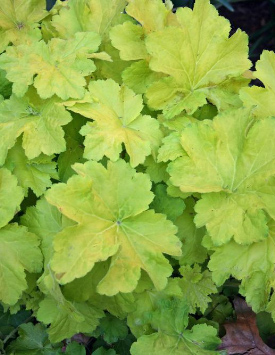 Гейхера гибридная 'Фисташ', зелено-лимонный лист