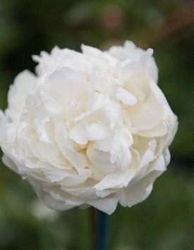 Пион травянистый молочноцветковый 'Генри Сасс', белый