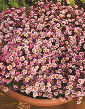 Камнеломка Арендса 'Хайландер Роуз Шейдс', белая с розовыми штрихами