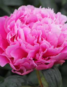 Пион травянистый молочноцветковый 'Якорма', розовый