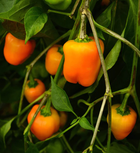 Перец сладкий 'Мини Свит Оранж' (оранжевый)