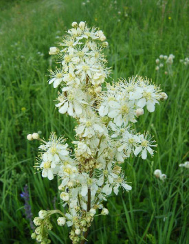 Лабазник (таволга) обыкновенный, цветы белые