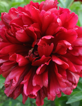 Пион травянистый молочноцветковый 'Ред Грейс', красный