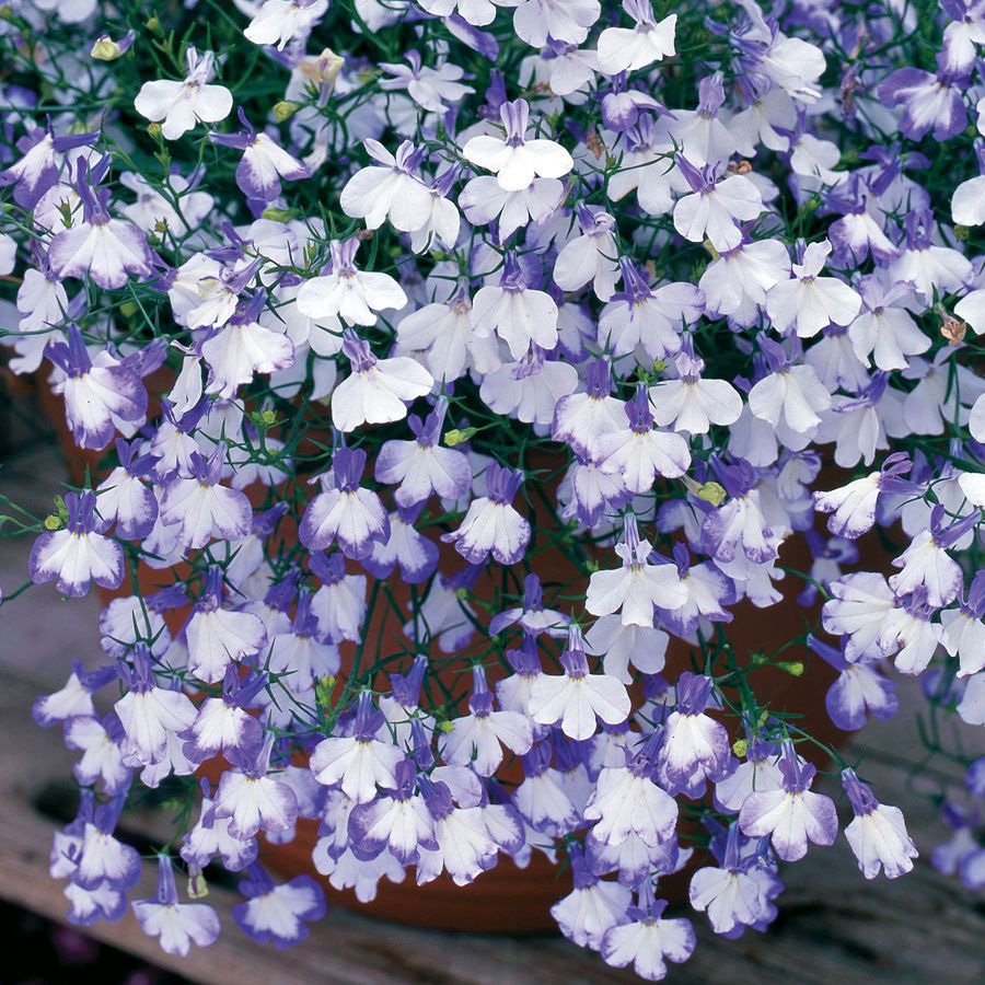 Лобелия «Регата»: основные свойства ампельного цветка, разновидности «Блю сплэш» и «Блю скай», «Сапфир» и «Лиловый водопад»
