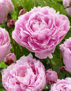 Пион травянистый молочноцветковый 'Сара Бернар', розово-сиреневый