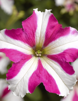 Петуния гибридная крупноцветковая 'Тритуния Роуз Стар' (розовая со звездой)