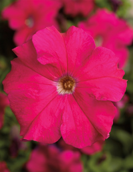 Петуния гибридная крупноцветковая 'Тритуния Роуз' (розовая)